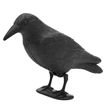 Madár, siklóriasztó holló